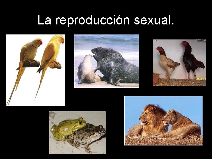 La reproducción sexual. 