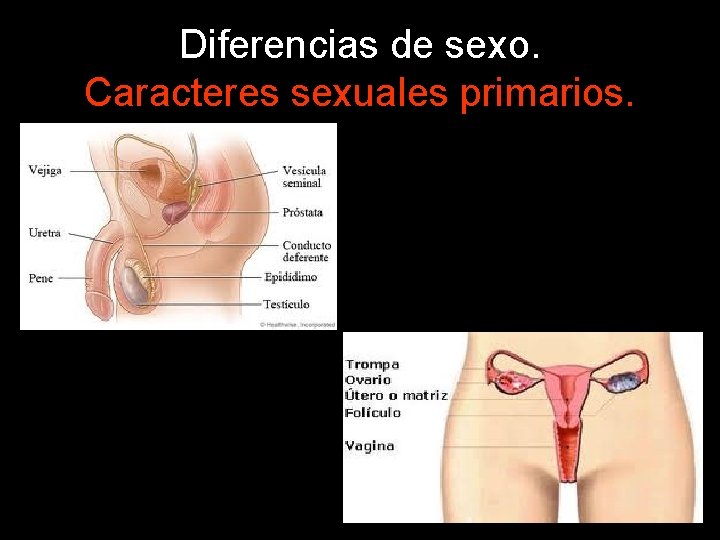 Diferencias de sexo. Caracteres sexuales primarios. 