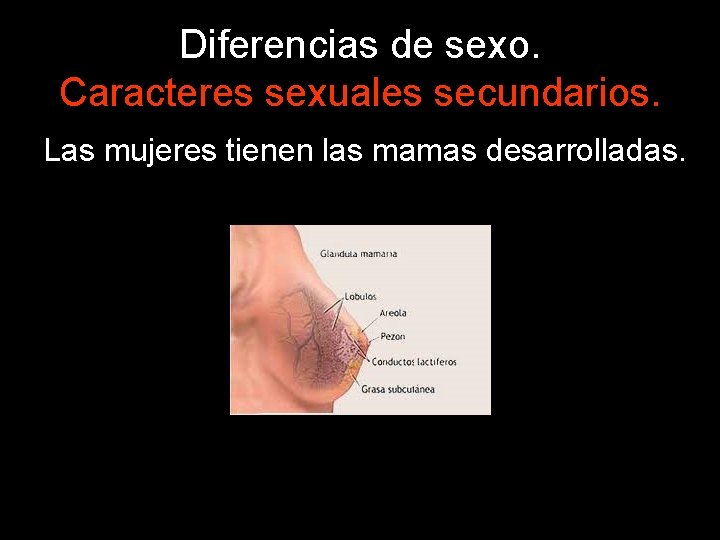 Diferencias de sexo. Caracteres sexuales secundarios. Las mujeres tienen las mamas desarrolladas. 