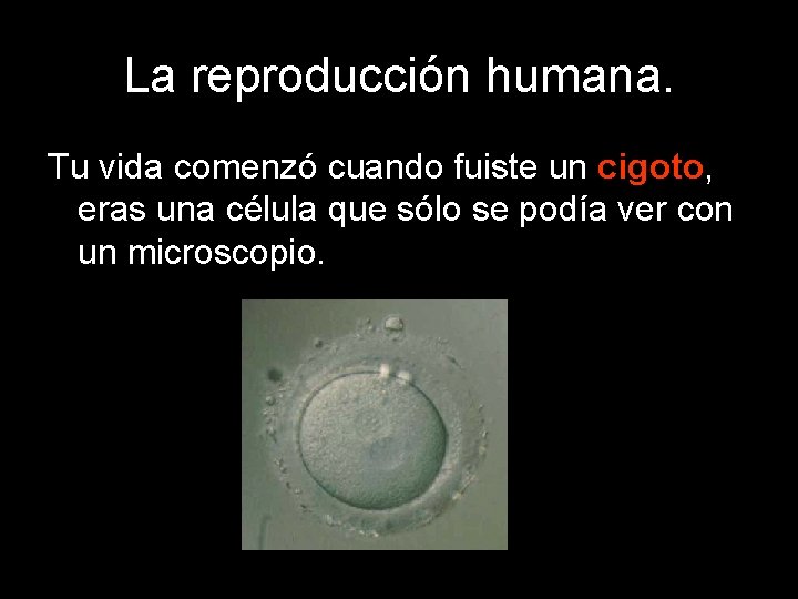 La reproducción humana. Tu vida comenzó cuando fuiste un cigoto, eras una célula que