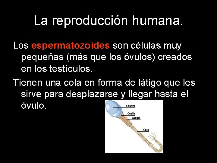 La reproducción humana. Los espermatozoides son células muy pequeñas (más que los óvulos) creados