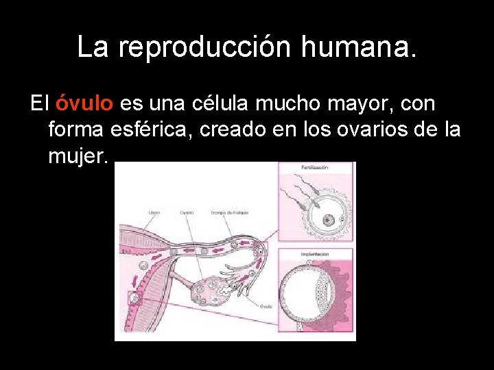 La reproducción humana. El óvulo es una célula mucho mayor, con forma esférica, creado