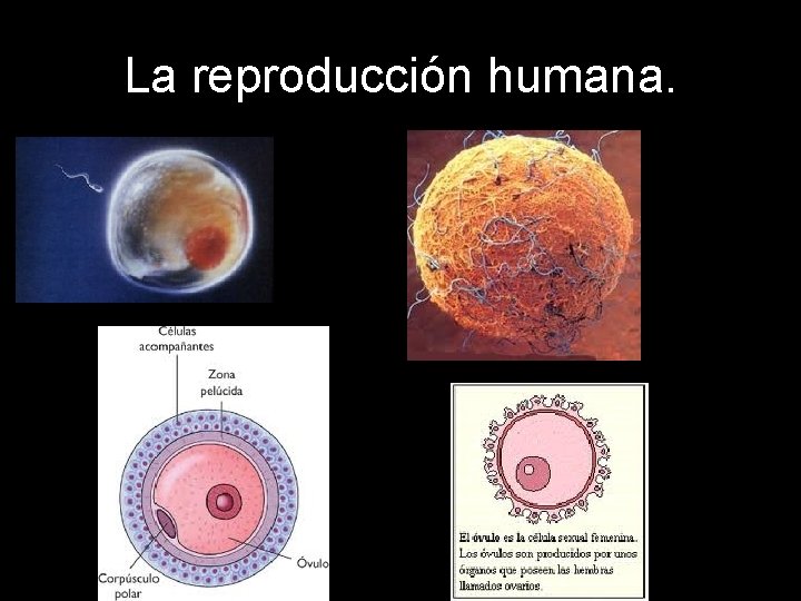 La reproducción humana. 