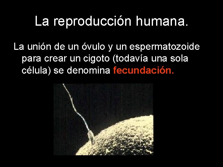 La reproducción humana. La unión de un óvulo y un espermatozoide para crear un