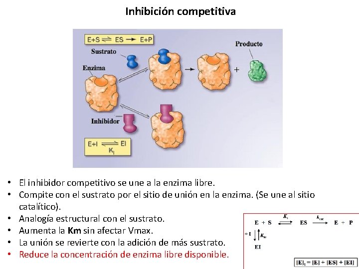 Inhibición competitiva • El inhibidor competitivo se une a la enzima libre. • Compite