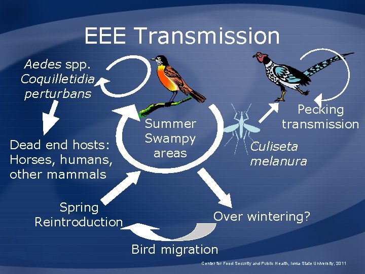 EEE Transmission Aedes spp. Coquilletidia perturbans Dead end hosts: Horses, humans, other mammals Spring