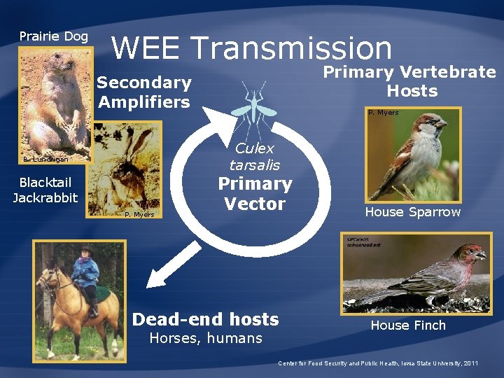 Prairie Dog WEE Transmission Primary Vertebrate Hosts Secondary Amplifiers P. Myers Culex tarsalis B.