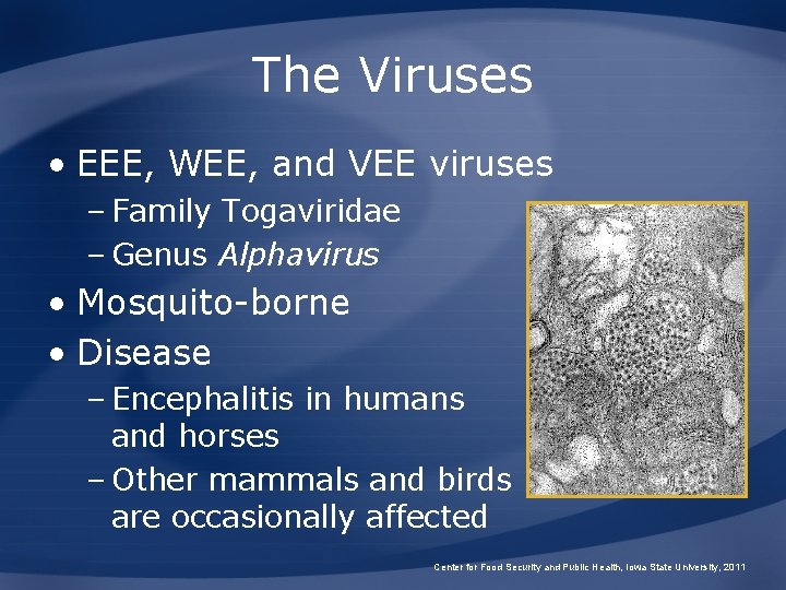 The Viruses • EEE, WEE, and VEE viruses – Family Togaviridae – Genus Alphavirus