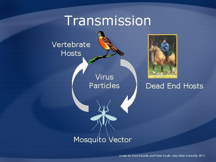 Transmission Vertebrate Hosts Virus Particles Dead End Hosts Mosquito Vector Center for Food Security