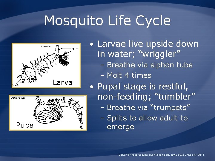 Mosquito Life Cycle • Larvae live upside down in water; “wriggler” Larva Pupa –