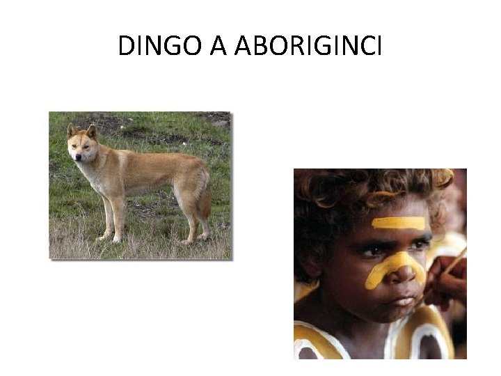 DINGO A ABORIGINCI 