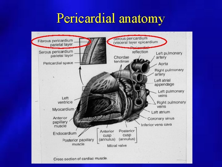 Pericardial anatomy 