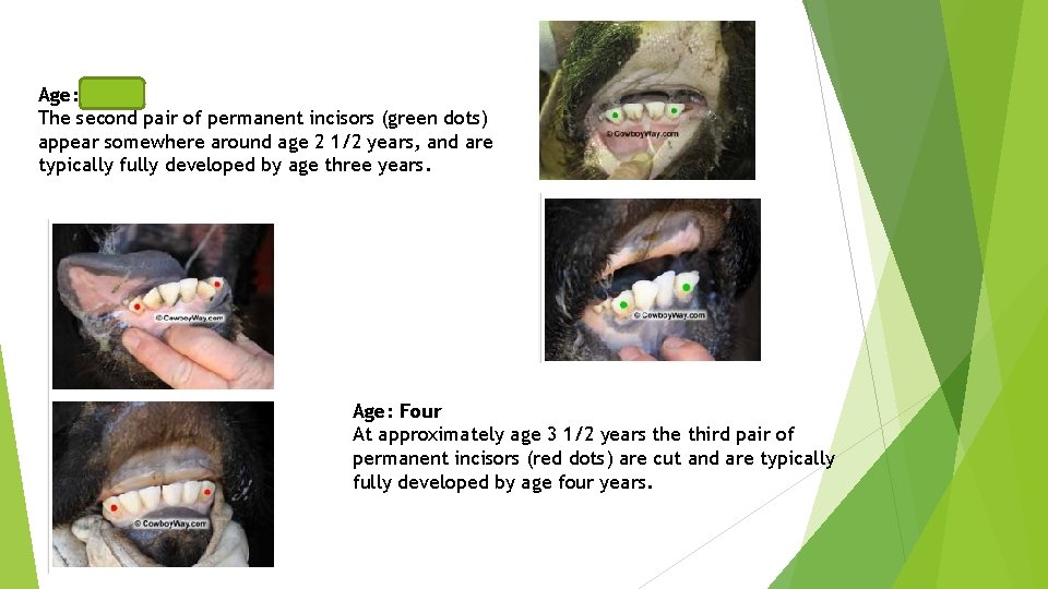 Age: Three The second pair of permanent incisors (green dots) appear somewhere around age