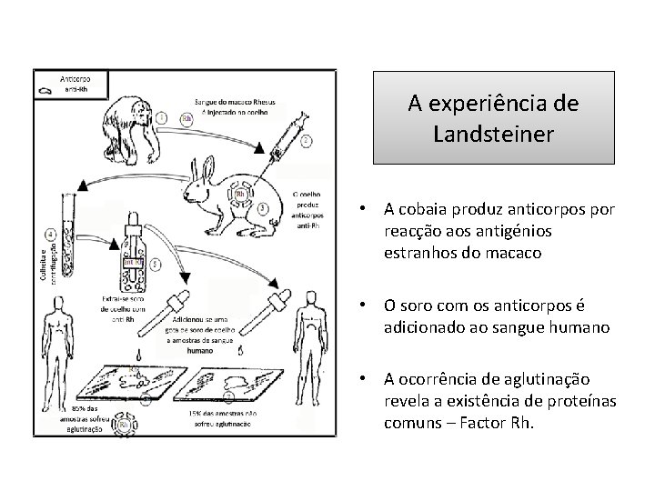 A experiência de Landsteiner • A cobaia produz anticorpos por reacção aos antigénios estranhos