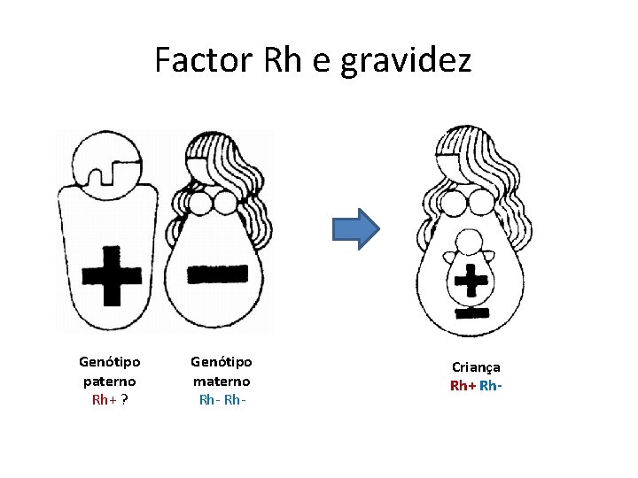 Factor Rh e gravidez Genótipo paterno Rh+ ? Genótipo materno Rh- Criança Rh+ Rh-