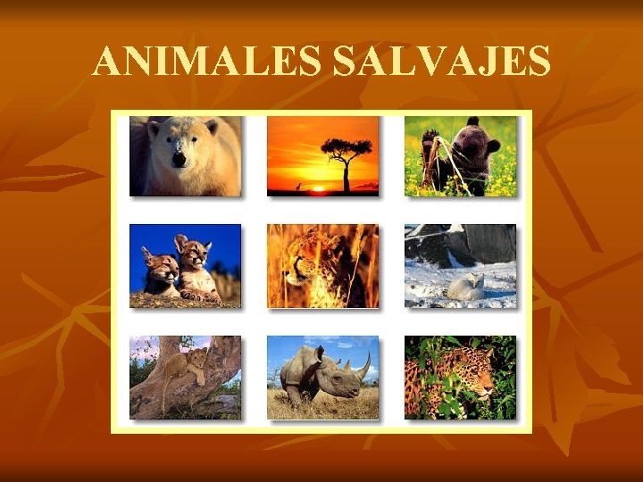 ANIMALES SALVAJES 