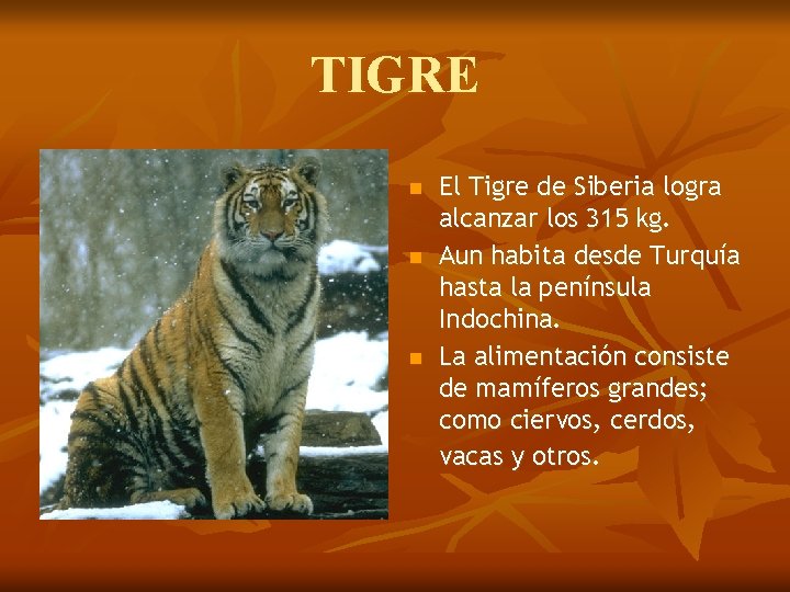 TIGRE n n n El Tigre de Siberia logra alcanzar los 315 kg. Aun