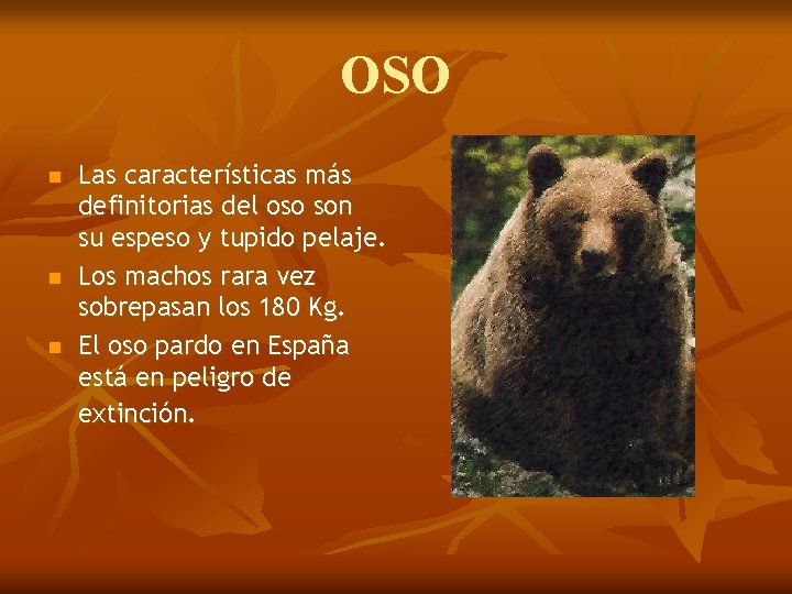 OSO n n n Las características más definitorias del oso son su espeso y