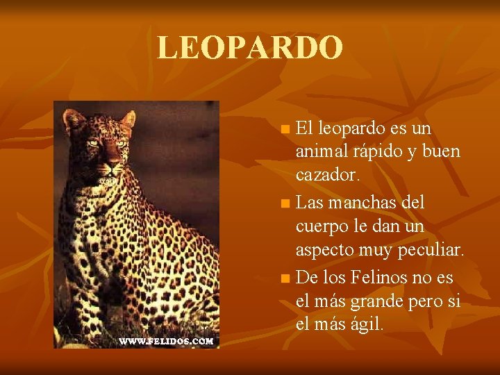 LEOPARDO El leopardo es un animal rápido y buen cazador. n Las manchas del