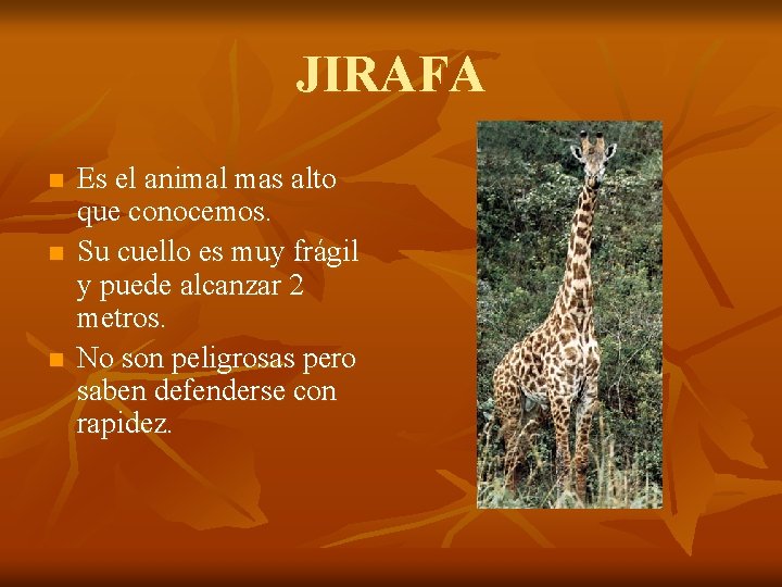 JIRAFA n n n Es el animal mas alto que conocemos. Su cuello es