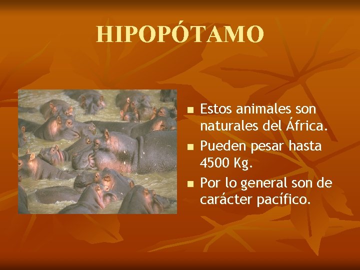 HIPOPÓTAMO n n n Estos animales son naturales del África. Pueden pesar hasta 4500