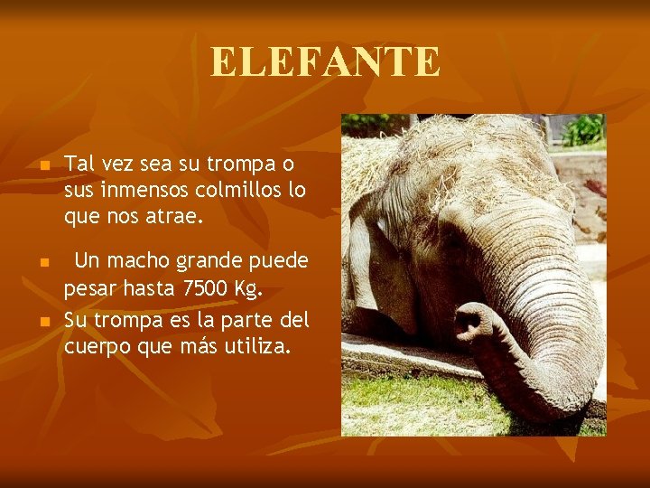 ELEFANTE n n n Tal vez sea su trompa o sus inmensos colmillos lo