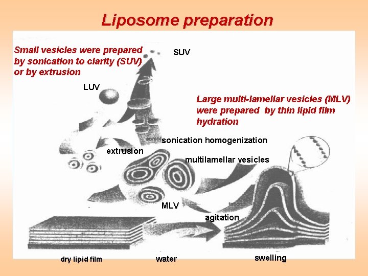 Liposome preparation Small vesicles were prepared by sonication to clarity (SUV) or by extrusion