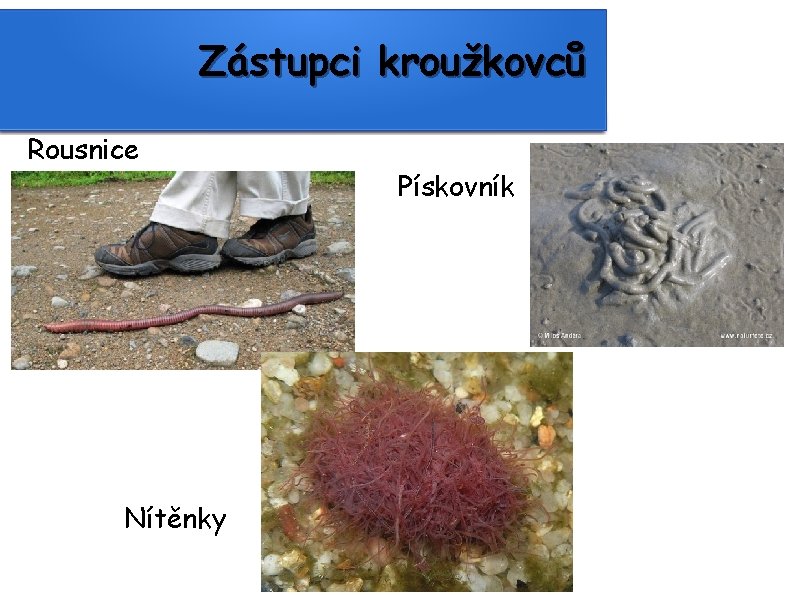 Zástupci kroužkovců Rousnice Nítěnky Pískovník 