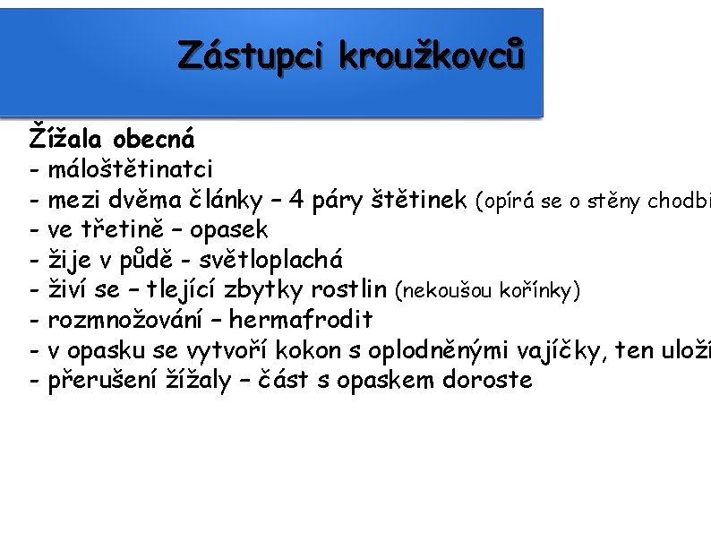 Zástupci kroužkovců Žížala obecná - máloštětinatci - mezi dvěma články – 4 páry štětinek