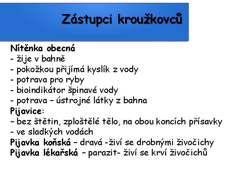 Zástupci kroužkovců Nítěnka obecná - žije v bahně - pokožkou přijímá kyslík z vody