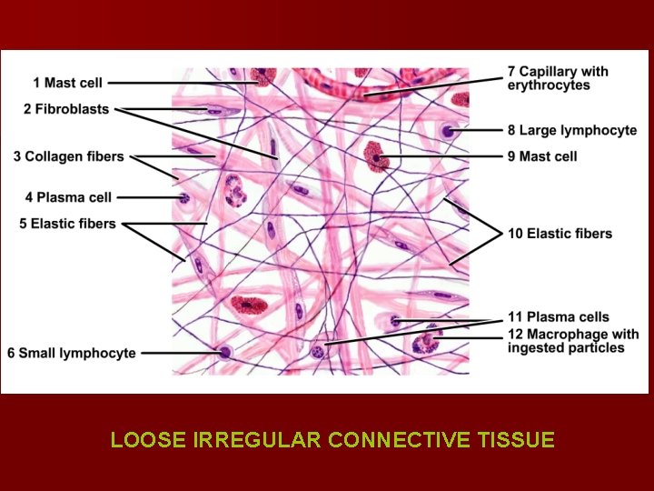 LOOSE IRREGULAR CONNECTIVE TISSUE 