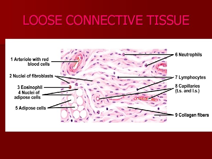 LOOSE CONNECTIVE TISSUE 