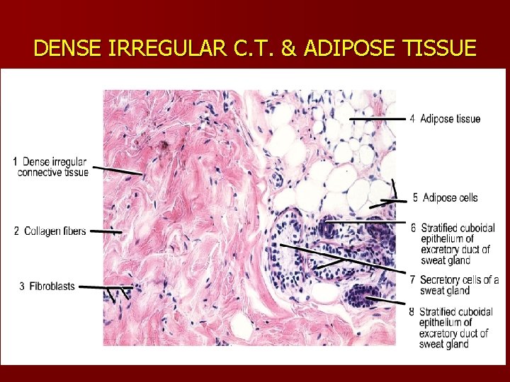 DENSE IRREGULAR C. T. & ADIPOSE TISSUE 