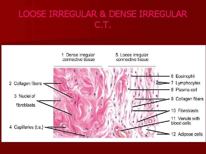 LOOSE IRREGULAR & DENSE IRREGULAR C. T. 