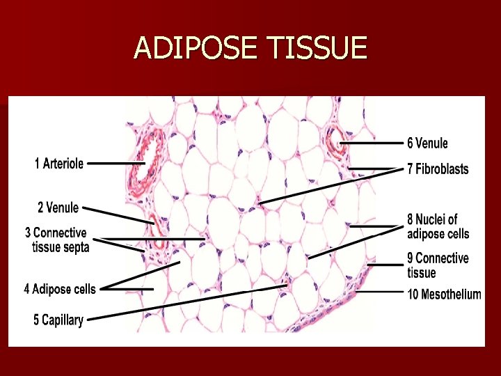 ADIPOSE TISSUE 