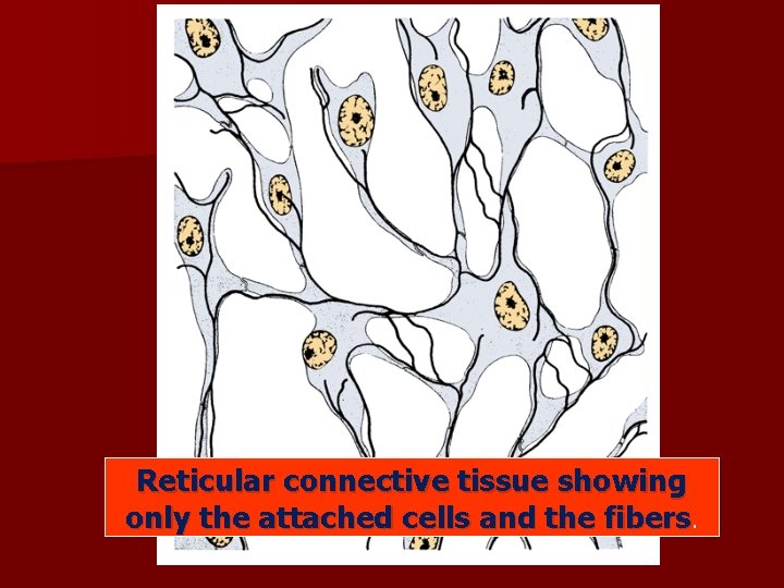 Reticular connective tissue showing only the attached cells and the fibers. 