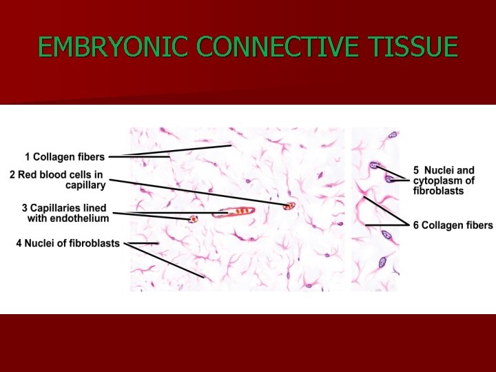 EMBRYONIC CONNECTIVE TISSUE 