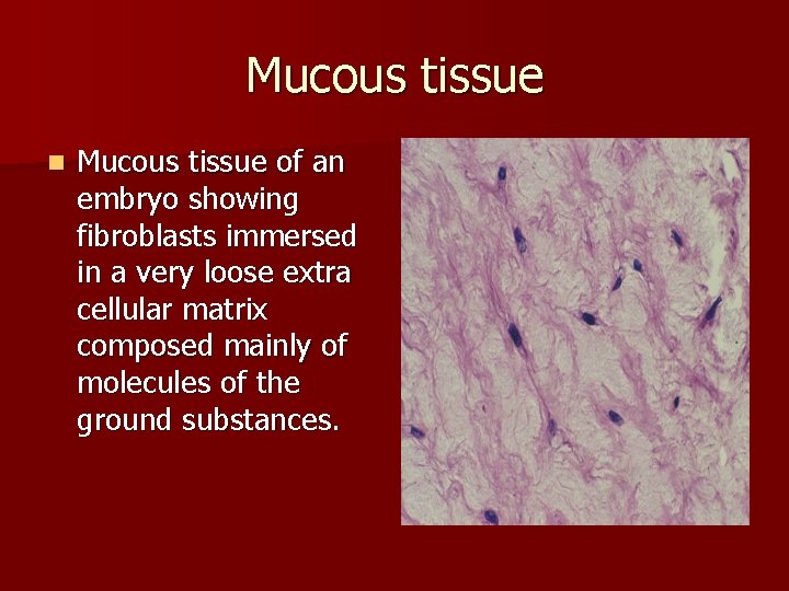 Mucous tissue n Mucous tissue of an embryo showing fibroblasts immersed in a very