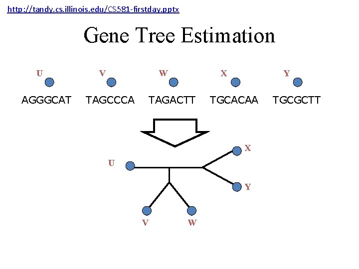http: //tandy. cs. illinois. edu/CS 581 -firstday. pptx Gene Tree Estimation U AGGGCAT V