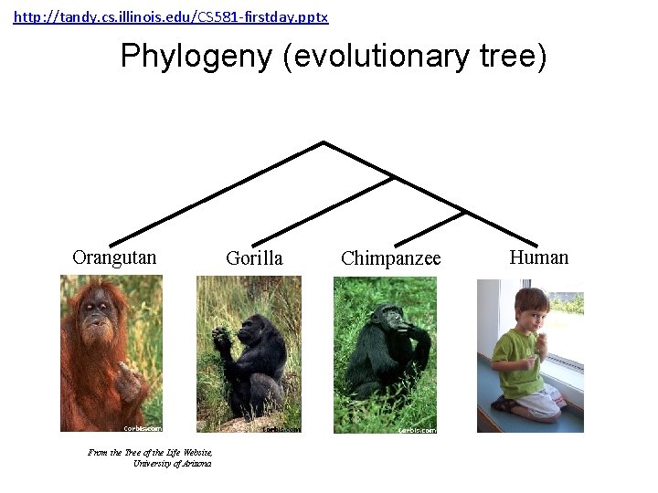 http: //tandy. cs. illinois. edu/CS 581 -firstday. pptx Phylogeny (evolutionary tree) Orangutan From the