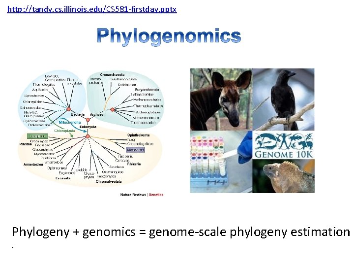 http: //tandy. cs. illinois. edu/CS 581 -firstday. pptx Phylogeny + genomics = genome-scale phylogeny