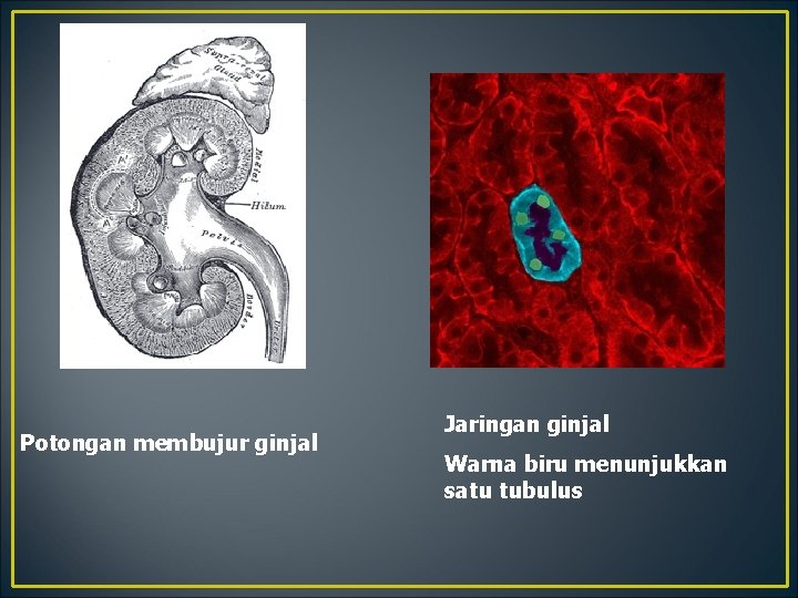 Potongan membujur ginjal Jaringan ginjal Warna biru menunjukkan satu tubulus 