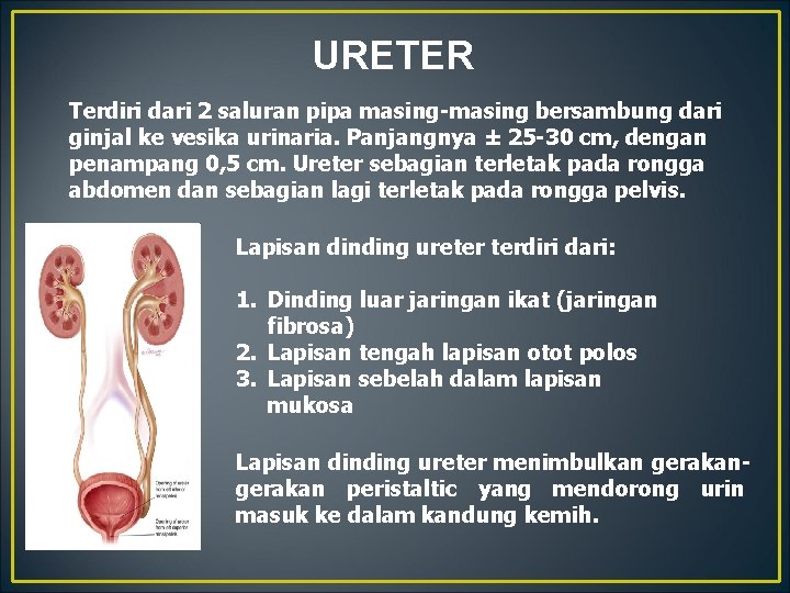 URETER Terdiri dari 2 saluran pipa masing-masing bersambung dari ginjal ke vesika urinaria. Panjangnya