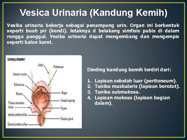 Vesica Urinaria (Kandung Kemih) Vesika urinaria bekerja sebagai penampung urin. Organ ini berbentuk seperti