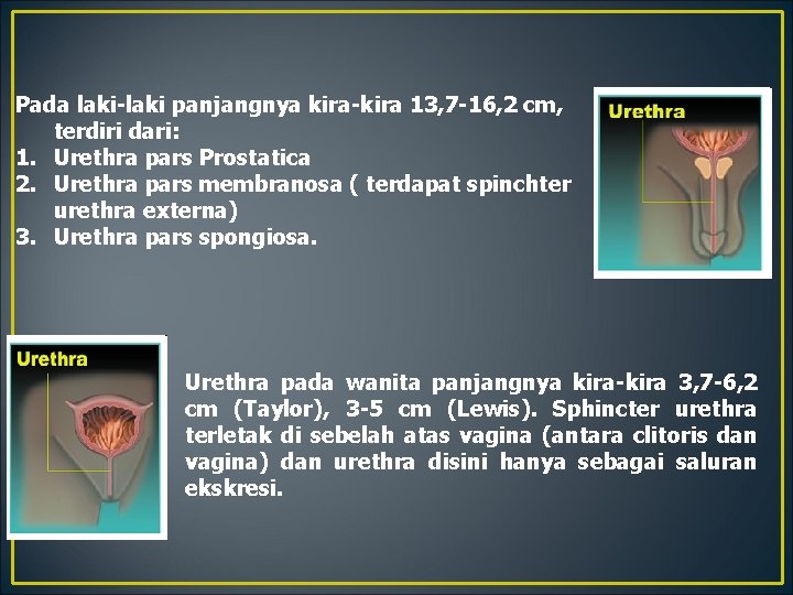 Pada laki-laki panjangnya kira-kira 13, 7 -16, 2 cm, terdiri dari: 1. Urethra pars