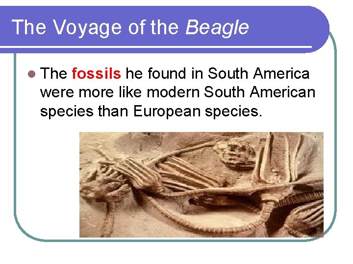 The Voyage of the Beagle l The fossils he found in South America were