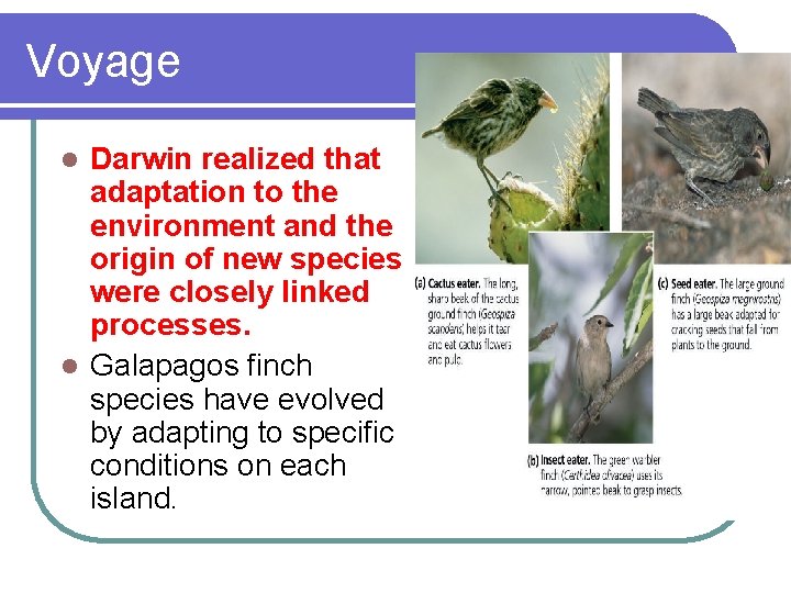 Voyage Darwin realized that adaptation to the environment and the origin of new species