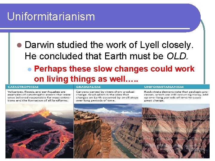 Uniformitarianism l Darwin studied the work of Lyell closely. He concluded that Earth must