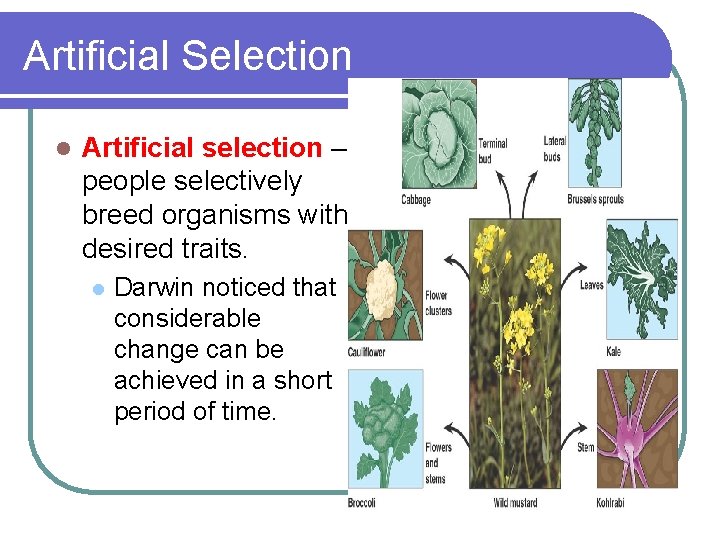 Artificial Selection l Artificial selection – people selectively breed organisms with desired traits. l