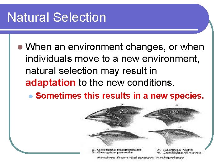 Natural Selection l When an environment changes, or when individuals move to a new